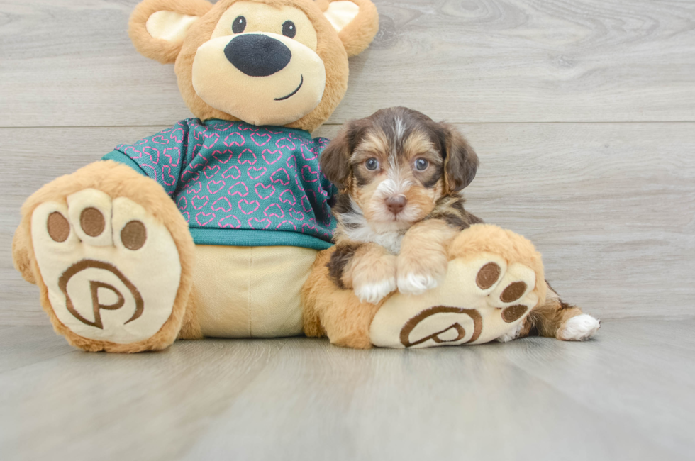 5 week old Yorkie Poo Puppy For Sale - Florida Fur Babies