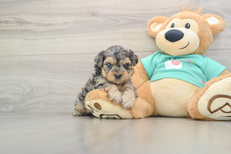 Yorkie Poo Puppy for Adoption
