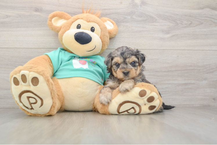 Yorkie Poo Pup Being Cute