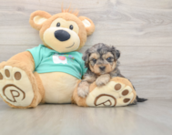 8 week old Yorkie Poo Puppy For Sale - Florida Fur Babies