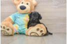 Small Yorkie Poo Baby