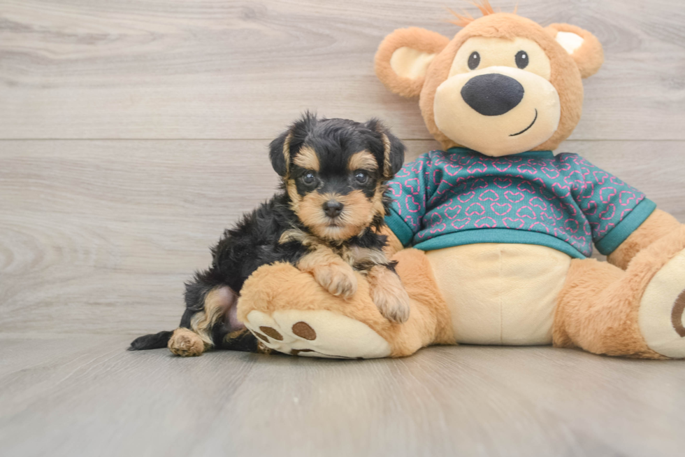 Happy Yorkie Poo Baby