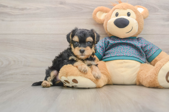 Happy Yorkie Poo Baby