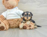 8 week old Yorkie Poo Puppy For Sale - Florida Fur Babies