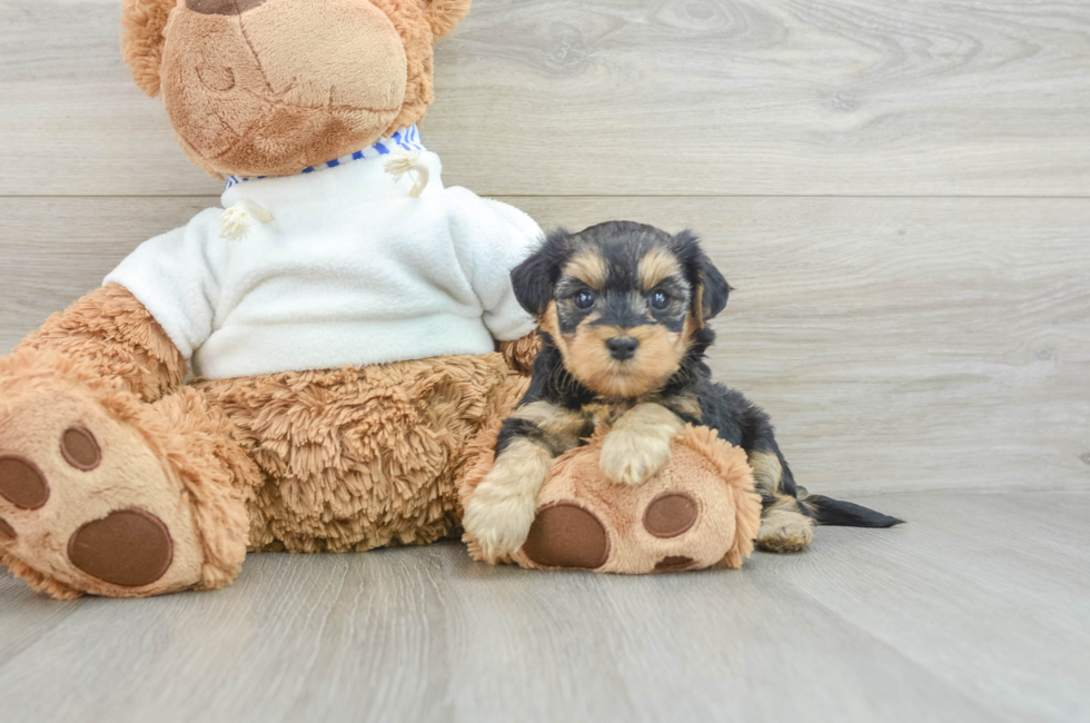 8 week old Yorkie Poo Puppy For Sale - Florida Fur Babies