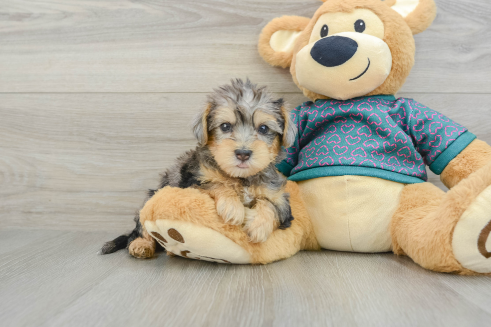 Smart Yorkie Poo Poodle Mix Pup