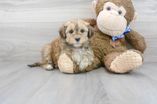 30 week old Yorkie Poo Puppy For Sale - Florida Fur Babies
