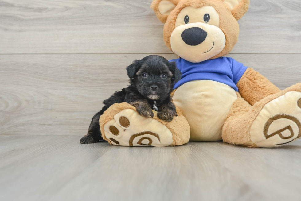 Petite Yorkie Poo Poodle Mix Pup