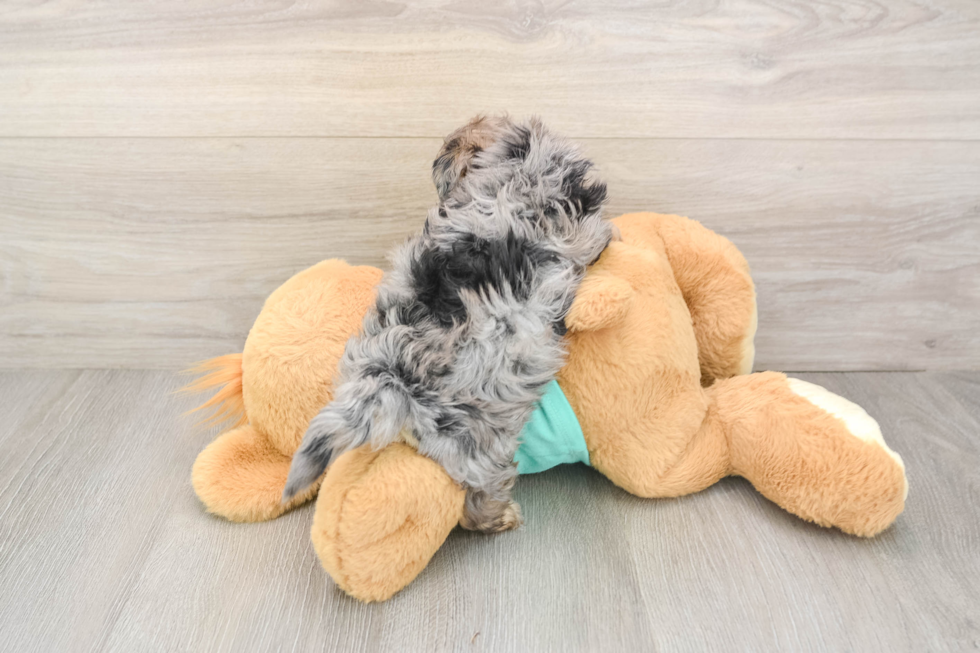 Small Yorkie Poo Baby