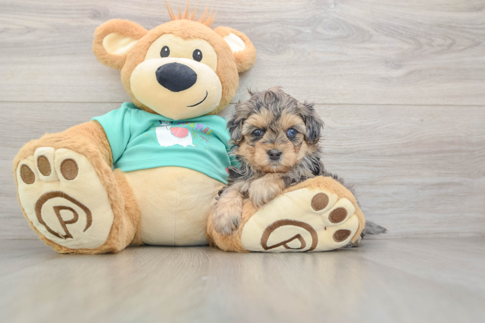 Happy Yorkie Poo Baby