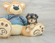 5 week old Yorkie Poo Puppy For Sale - Florida Fur Babies