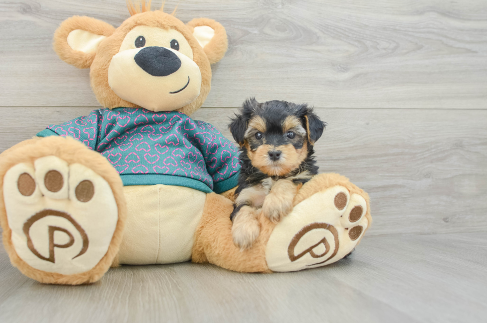 5 week old Yorkie Poo Puppy For Sale - Florida Fur Babies