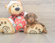 7 week old Yorkie Poo Puppy For Sale - Florida Fur Babies