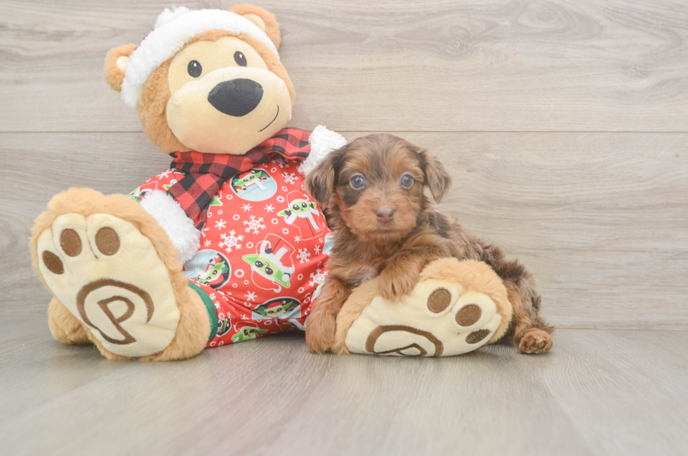 5 week old Yorkie Poo Puppy For Sale - Florida Fur Babies
