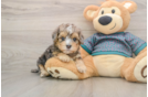 Playful Yo Yo Poo Poodle Mix Puppy