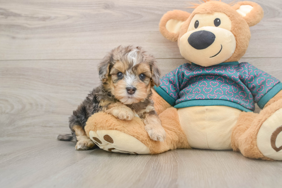 Playful Yo Yo Poo Poodle Mix Puppy
