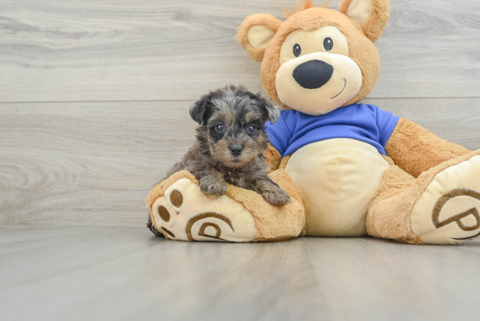 Petite Yorkie Poo Poodle Mix Pup