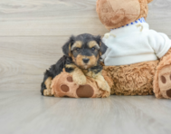 6 week old Yorkie Poo Puppy For Sale - Florida Fur Babies