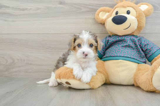 Popular Yorkie Poo Poodle Mix Pup