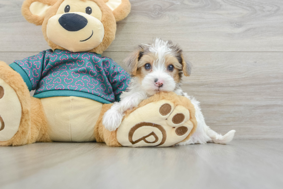 Hypoallergenic Yorkie Doodle Poodle Mix Puppy