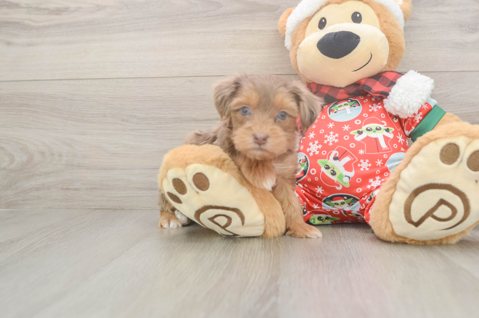 5 week old Yorkie Poo Puppy For Sale - Florida Fur Babies
