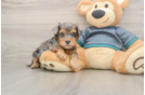 Smart Yorkie Poo Poodle Mix Pup