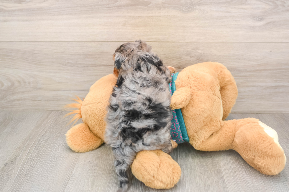 Best Yorkie Poo Baby