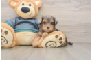Friendly Yorkie Poo Baby