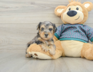 5 week old Yorkie Poo Puppy For Sale - Florida Fur Babies