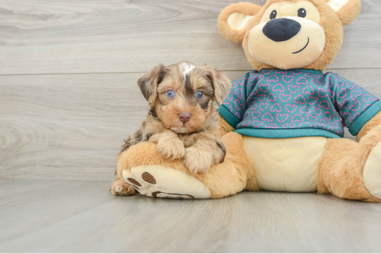 Cute Yorkie Poo Baby