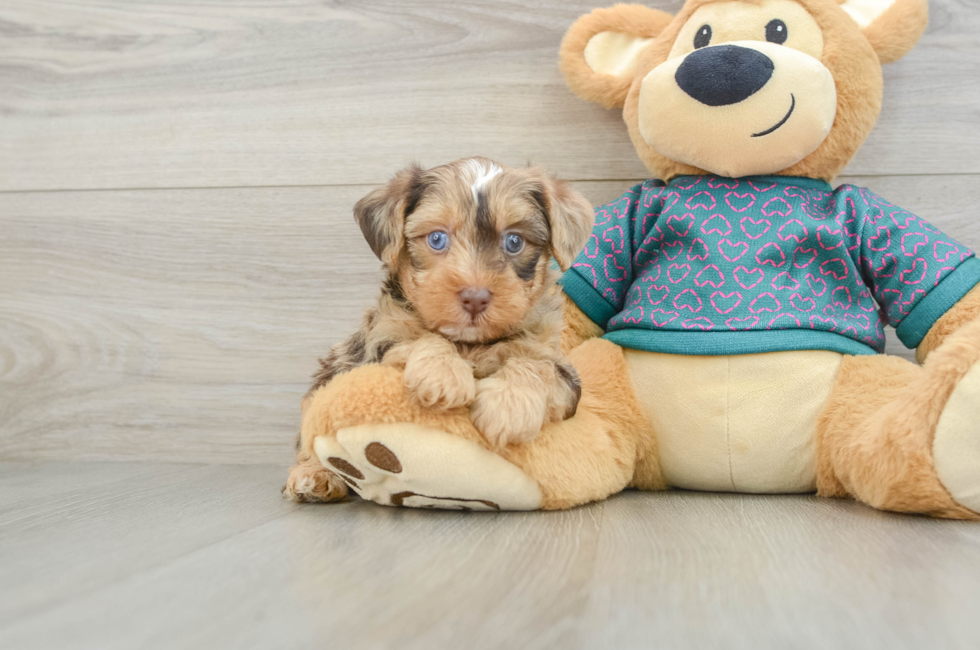 5 week old Yorkie Poo Puppy For Sale - Florida Fur Babies