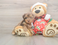 7 week old Yorkie Poo Puppy For Sale - Florida Fur Babies