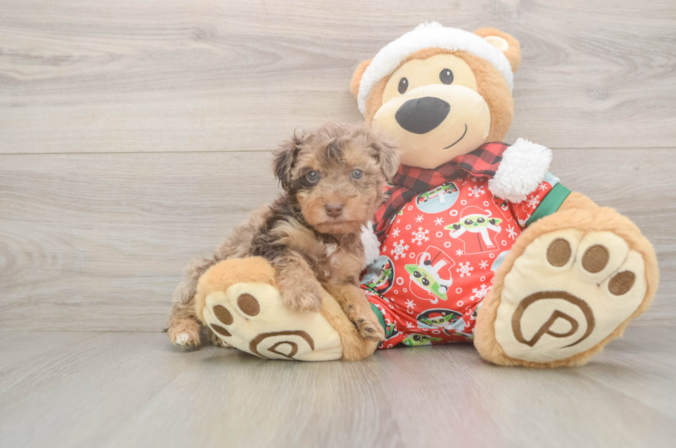 5 week old Yorkie Poo Puppy For Sale - Florida Fur Babies