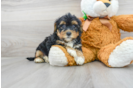 Meet Diego - our Yorkie Poo Puppy Photo 1/3 - Florida Fur Babies
