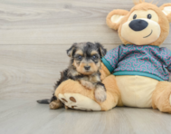 5 week old Yorkie Poo Puppy For Sale - Florida Fur Babies