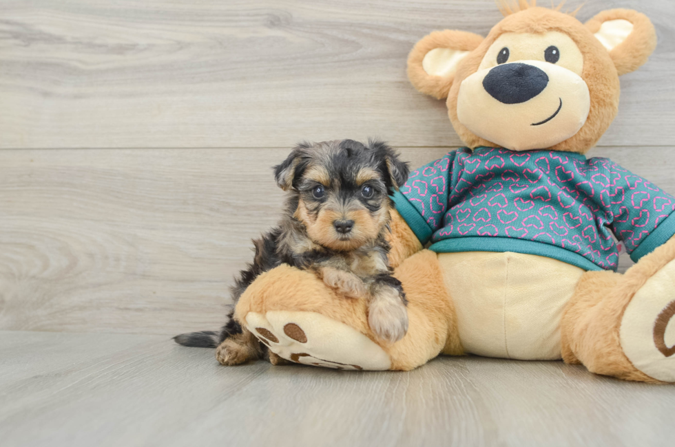 5 week old Yorkie Poo Puppy For Sale - Florida Fur Babies