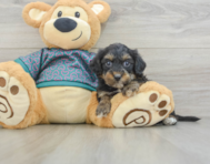 6 week old Yorkie Poo Puppy For Sale - Florida Fur Babies