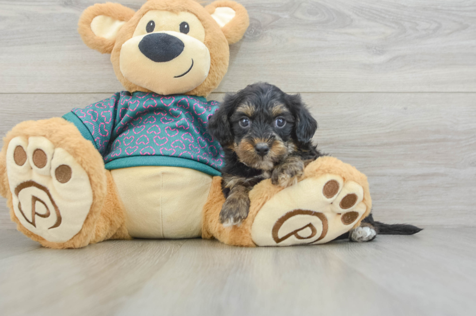 5 week old Yorkie Poo Puppy For Sale - Florida Fur Babies