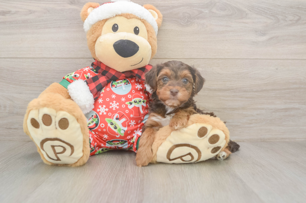 5 week old Yorkie Poo Puppy For Sale - Florida Fur Babies