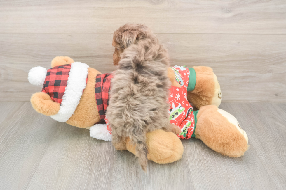 Yorkie Poo Pup Being Cute