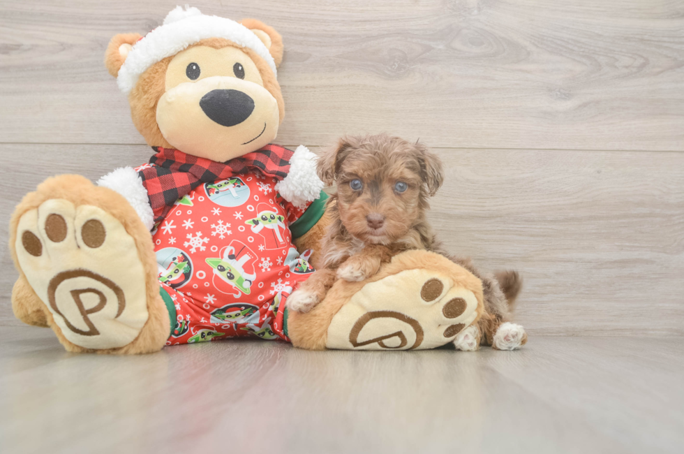 5 week old Yorkie Poo Puppy For Sale - Florida Fur Babies