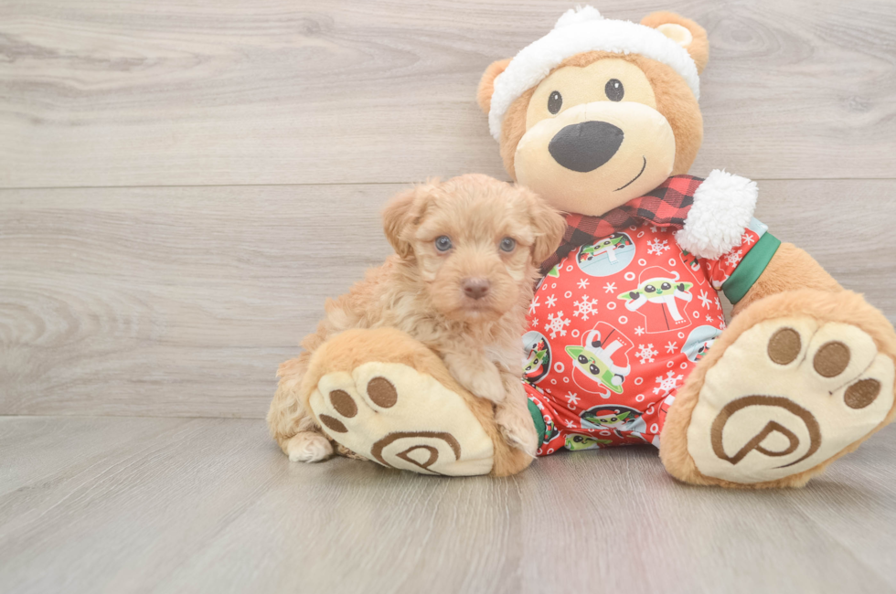 5 week old Yorkie Poo Puppy For Sale - Florida Fur Babies