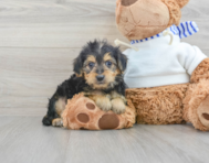 9 week old Yorkie Poo Puppy For Sale - Florida Fur Babies
