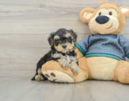6 week old Yorkie Poo Puppy For Sale - Florida Fur Babies