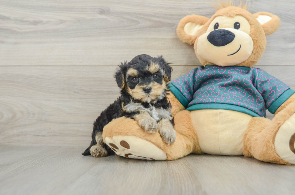 6 week old Yorkie Poo Puppy For Sale - Florida Fur Babies