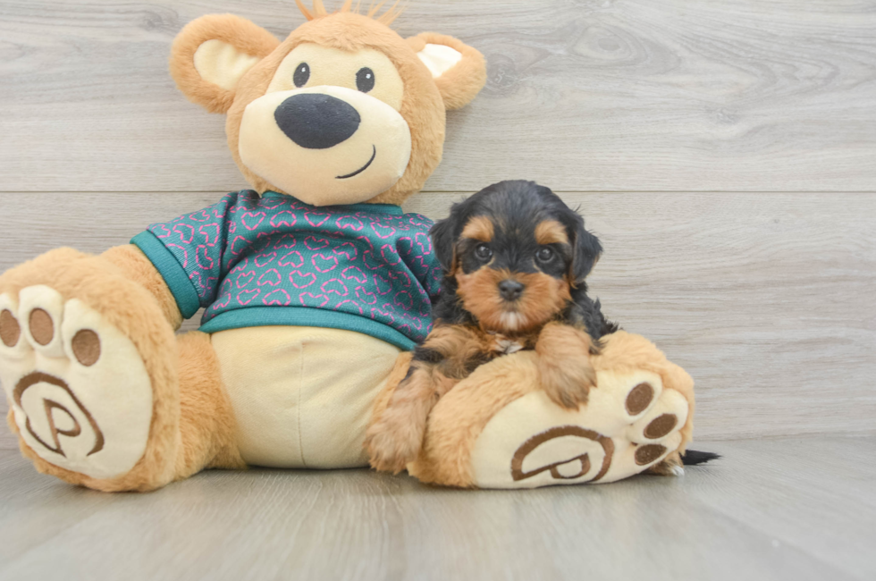 5 week old Yorkie Poo Puppy For Sale - Florida Fur Babies