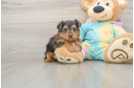 Best Yorkie Poo Baby