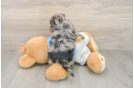 Best Yorkie Poo Baby