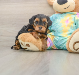 5 week old Yorkie Poo Puppy For Sale - Florida Fur Babies
