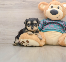 8 week old Yorkie Poo Puppy For Sale - Florida Fur Babies